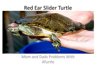 Red Ear Slider Turtle

Mom and Dads Problems With
ATurtle

 