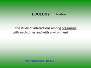 ECOLOGY : นิเวศวิทยา


: the study of interactions among organisms
with each other and with environment




        http://youtube/GUY_-LK_lOc
 