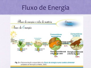 Fluxo de Energia 