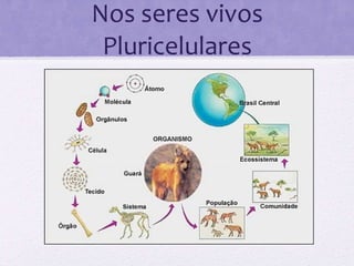 Nos seres vivos Pluricelulares 
