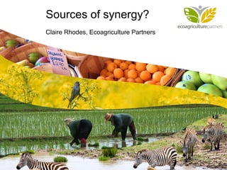 Cultivando con la Naturaleza   Sources of synergy? Claire Rhodes, Ecoagriculture Partners 