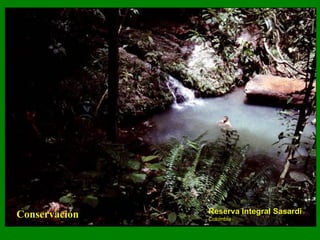 Conservación Reserva Integral Sasardi Colombia 
