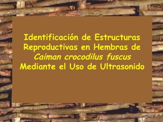 Identificación de Estructuras
Reproductivas en Hembras de
Caiman crocodilus fuscus
Mediante el Uso de Ultrasonido
 