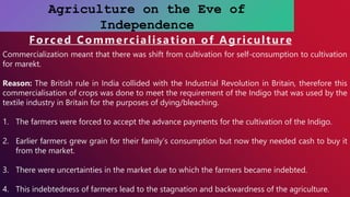Agriculture on the Eve of
Independence
Forced Commercialisation of Agriculture
Commercialization meant that there was shift from cultivation for self-consumption to cultivation
for marekt.
Reason: The British rule in India collided with the Industrial Revolution in Britain, therefore this
commercialisation of crops was done to meet the requirement of the Indigo that was used by the
textile industry in Britain for the purposes of dying/bleaching.
1. The farmers were forced to accept the advance payments for the cultivation of the Indigo.
2. Earlier farmers grew grain for their family’s consumption but now they needed cash to buy it
from the market.
3. There were uncertainties in the market due to which the farmers became indebted.
4. This indebtedness of farmers lead to the stagnation and backwardness of the agriculture.
 