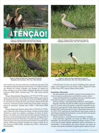 Atualidades Ornitológicas On-line Nº 154 - Março/Abril 2010 - www.ao.com.br52
ma Cerrado e por uma mata ciliar que circunda uma lagoa de 2,2 ha A identificação foi feita com auxílio de bibliografias especiali-
formada pelo represamento de três nascentes. O córrego do Nado é zadas, como Ferguson-Lees & Christie (2001), Ridgely & Tudor
um afluente do córrego Vilarinho, que deságua no ribeirão do (1994), Sick(1997), Sigrist(2006) ePerlo(2009).
Onça, unindo-se ao rio das Velhas, integrante da bacia do rio São
Francisco (PBH 2009). Altitude entre 770 e 800 metros (SIAM Resultados eDiscussões
2009). São apresentados neste trabalho, registros documentados de no-
Parque Municipal das Mangabeiras (19°57'S-43°55'W): locali- venovas espécies,pertencentesasetefamíliasequatroordens.
zadoaopédaSerrado Curral,domínioMataAtlântica,possui gran- Alagoa da Pampulha foi a localidade que mais contribuiu com o
de fragmento de mata conservada em sua área de 280 ha, além de acréscimodeespécies,totalizandocincoregistros.
21 nascentes do Córrego da Serra, que integra a Bacia do Rio São Anhingaanhinga- biguatinga(Pelecaniformes:Anhingidae)
Francisco. Está entre as áreas verdes mais conservadas e represen- Registro realizado em julho de 2008 na lagoa da Pampulha (Fi-
tativas do município. Altitude entre 1.000 e 1.300 metros (PBH gura 2). Existem relatos de registros anteriores realizados no pró-
2009). prio local e na Lagoa do Nado, porém não foram documentados.
Parque Municipal Roberto Burle Marx (20°04'S-43°59'W): Krabbe (2007) demonstra que P. Lund e J. Reinhardt coletaram, en-
mais conhecido como Parque das Águas, situado no bioma Mata tre 1825 e 1855, espécimes no município de Lagoa Santa, região do
Atlântica, é parte do complexo ecológico da Serra do Rola- atual Parque Estadual do Sumidouro, a cerca de 40 km dos pontos
Moça, e faz limite com Áreas de Proteção Especial situadas no deregistroemBeloHorizonte.
Barreiro, um dos principais pontos de captação de água potável Sirygma sibilatrix-maria-faceira(Ciconiiformes:Ardeidae)
para abastecimento do município. Em uma área de 17,2 ha, apre- Único indivíduo registrado, em março de 2008, na Lagoa da
sentaumlago ediversas nascentes queformamo Córrego doCle- Pampulha, em área próxima ao Parque Ecológico (Figura 3). Per-
mente, afluente do ribeirão Arrudas que integra a bacia do rio corria área de capim alagada capturando insetos encontrados no
São Francisco (PBH 2009). Altitude entre 950 e 1.200 metros emaranhado. Ali permaneceu por vários minutos, até seguir em
(SIAM 2009). vôo para outro ponto semelhante. Registros para a espécie, em áre-
Figura 2: Anhinga anhinga, registrada na Lagoa da
Pampulha, Belo Horizonte, MG. Foto: Marco Rocha
Figura 3: Sirygma sibilatrix, registrada na Lagoa da
Pampulha, Belo Horizonte, MG. Foto: Eduardo Assis
Figura 4: Phimosus infuscatus, registrado na Lagoa da
Pampulha, Belo Horizonte, MG. Foto: Marco Rocha
Figura 5: Jabiru mycteria, registrado na Lagoa da
Pampulha, Belo Horizonte, MG. Foto: Maria Helena Gomes
 