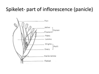 Spikelets In Rice Plants Economic Botany: Cereals: Rice | PPTX