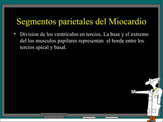 Segmentos parietales del Miocardio
• Division de los ventriculos en tercios. La base y el extremo
del los musculos papilares representan el borde entre los
tercios apical y basal.
 