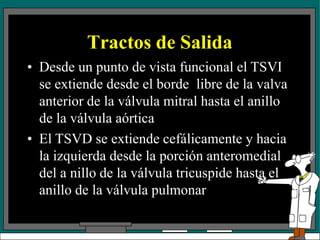 Tractos de Salida
• Desde un punto de vista funcional el TSVI
se extiende desde el borde libre de la valva
anterior de la válvula mitral hasta el anillo
de la válvula aórtica
• El TSVD se extiende cefálicamente y hacia
la izquierda desde la porción anteromedial
del a nillo de la válvula tricuspide hasta el
anillo de la válvula pulmonar
 