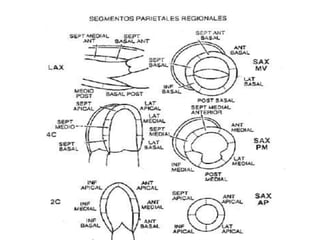 ecocardiografiabasicasegmentosyventanas-090410010058-phpapp01.pptx