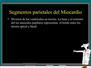 Segmentos parietales del Miocardio Division de los ventriculos en tercios. La base y el extremo del los musculos papilares representan  el borde entre los tercios apical y basal. 