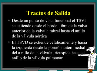 Tractos de Salida Desde un punto de vista funcional el TSVI se extiende desde el borde  libre de la valva anterior de la válvula mitral hasta el anillo de la válvula aórtica El TSVD se extiende cefálicamente y hacia la izquierda desde la porción anteromedial del a nillo de la válvula tricuspide hasta el anillo de la válvula pulmonar 