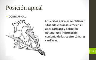 Posición apical
• CORTE APICAL:
16
Los cortes apicales se obtienen
situando el transductor en el
ápex cardíaco y permiten
obtener una información
conjunta de las cuatro cámaras
cardíacas.
 
