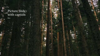 Picture Slide
with caption
Eco
 