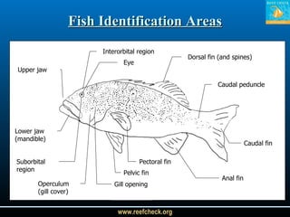 Fish Identification Areas Lower jaw (mandible) Interorbital region Eye Upper jaw Dorsal fin (and spines) Caudal peduncle Caudal fin Anal fin Suborbital region Operculum (gill cover) Gill opening Pelvic fin Pectoral fin 