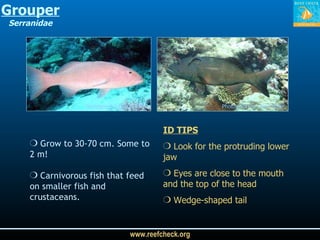 Grouper Serranidae ID TIPS Look for the protruding lower jaw Eyes are close to the mouth and the top of the head Wedge-shaped tail Grow to 30-70 cm. Some to 2 m! Carnivorous fish that feed on smaller fish and crustaceans. Photograph by Dean Miller Photograph by Dean Miller 