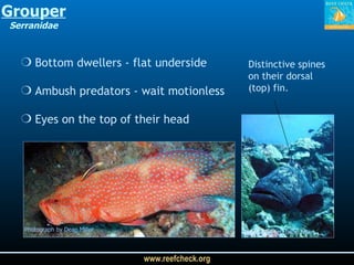 Bottom dwellers - flat underside Ambush predators - wait motionless Eyes on the top of their head  Grouper Serranidae Photograph by Dean Miller Photograph by Dean Miller Distinctive spines on their dorsal (top) fin. 