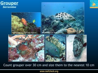 Count grouper over 30 cm and size them to the nearest 10 cm Grouper Serranidae Photograph by Dean Miller Photograph by Undersea Explorer Photograph by Dean Miller Photograph by Gareth Stevens Photograph by Gareth Stevens 