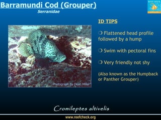 Barramundi Cod (Grouper) Serranidae Cromileptes altivelis Photograph by Dean Miller ID TIPS Flattened head profile followed by a hump  Swim with pectoral fins Very friendly not shy (Also known as the Humpback or Panther Grouper) 