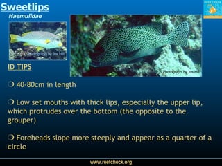Sweetlips Haemulidae Photograph by Jos Hill ID TIPS 40-80cm in length  Low set mouths with thick lips, especially the upper lip, which protrudes over the bottom (the opposite to the grouper) Foreheads slope more steeply and appear as a quarter of a circle Photograph by Jos Hill 