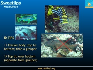 Sweetlips Haemulidae Photograph by Cori Kane Photograph by Jos Hill Photograph by Jos Hill Photograph by Dean Miller ID TIPS Thicker body (top to bottom) than a grouper Top lip over bottom (opposite from grouper) 