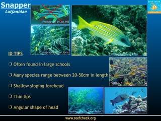 ID TIPS Often found in large schools Many species range between 20-50cm in length Shallow sloping forehead Thin lips Angular shape of head Snapper Lutjanidae Photograph Dean Miller Photograph by Cori Kane Photograph by Jos Hill Photographs by Dean Miller Photographs by Dean Miller 