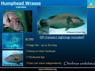 Humphead Wrasse Labridae Cheilinus undulatus Photograph by Dean Miller Photograph by Dean Miller ID TIPS Huge fish - up to 2m long Hump on their forehead  Thickened lips Eyes can move independently  Photograph by Dean Miller Off-transect sightings included ! Photograph by G. Hodgson 