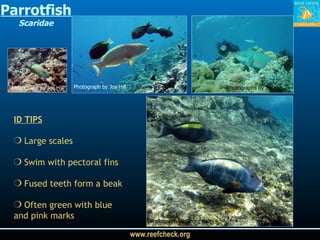 Parrotfish Scaridae Photograph by Jos Hill Photographs by Jos Hill Photograph by Georg Heiss ID TIPS Large scales Swim with pectoral fins Fused teeth form a beak Often green with blue and pink marks Photograph by Jos Hill 