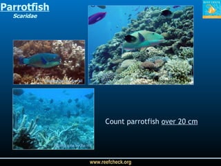 Parrotfish Scaridae Photographs by Jos Hill Photographs by Jos Hill Photographs by Jos Hill Count parrotfish  over 20 cm Photographs by Jos Hill Photographs by Jos Hill 