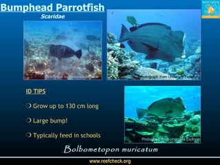 Bumphead Parrotfish Scaridae Bolbometopon muricatum Photograph from Undersea Explorer ID TIPS Grow up to 130 cm long  Large bump!  Typically feed in schools Photograph by Undersea Explorer Photograph from Undersea Explorer 