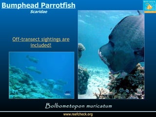 Bumphead Parrotfish Scaridae Bolbometopon muricatum Photographs from Undersea Explorer Off-transect sightings are included! 
