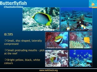Photograph by Jos Hill Butterflyfish Chaetodontidae Photograph by Jos Hill ID TIPS Small, disc-shaped, laterally compressed Small protruding mouths - pick at the reef Bright yellow, black, white colours  Photograph by Undersea Explorer Photograph by Jos Hill Photograph by Jos Hill Photograph by Steve Cutler 