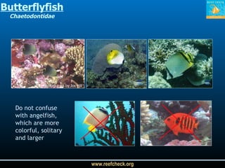 Butterflyfish Chaetodontidae Photographs by Jos Hill Do not confuse with angelfish, which are more colorful, solitary and larger 