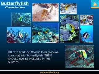 DO NOT CONFUSE Moorish Idols ( Zanclus cornutus ) with butterflyfish. THESE SHOULD NOT BE INCLUDED IN THE SURVEY.  Photograph by Undersea Explorer Photograph by Gerick Bergsma Butterflyfish Chaetodontidae 