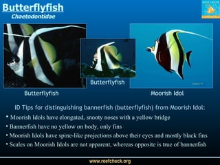 Butterflyfish Chaetodontidae Butterflyfish Butterflyfish Moorish Idol ID Tips for distinguishing bannerfish (butterflyfish) from Moorish Idol: Moorish Idols have elongated, snooty noses with a yellow bridge Bannerfish have no yellow on body, only fins Moorish Idols have spine-like projections above their eyes and mostly black fins Scales on Moorish Idols are not apparent, whereas opposite is true of bannerfish 
