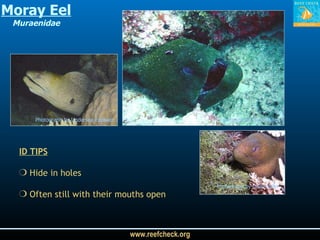 Moray Eel Muraenidae Photograph by Dean Miller Photograph by Dean Miller Photograph by Undersea Explorer ID TIPS Hide in holes Often still with their mouths open  