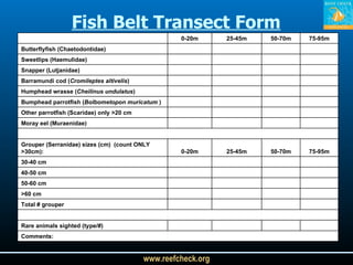 Fish Belt Transect Form     0-20m 25-45m 50-70m 75-95m Butterflyfish (Chaetodontidae)         Sweetlips (Haemulidae)         Snapper (Lutjanidae)         Barramundi cod ( Cromileptes altivelis )         Humphead wrasse ( Cheilinus undulatus )         Bumphead parrotfish ( Bolbometopon muricatum  )         Other parrotfish (Scaridae) only >20 cm         Moray eel (Muraenidae)                     Grouper (Serranidae) sizes (cm)  (count ONLY >30cm): 0-20m 25-45m 50-70m 75-95m 30-40 cm         40-50 cm         50-60 cm         >60 cm         Total # grouper                     Rare animals sighted (type/#)         Comments:    