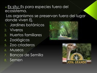  Ex situ: Es para especies fuera del
ecosistema.
Los organismos se preservan fuera del lugar
donde viven Ej.
1. Jardines botánicos
2. Viveros
3. Huertos familiares
4. Zoológicos
5. Zoo criaderos
6. Museos
7. Bancos de Semilla
8. Semen
 