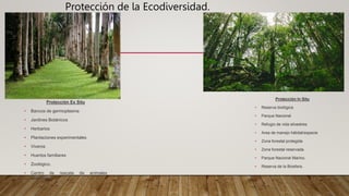 Protección de la Ecodiversidad.
Protección Ex Situ
• Bancos de germoplasma
• Jardines Botánicos
• Herbarios
• Plantaciones experimentales
• Viveros
• Huertos familiares
• Zoológico.
• Centro de rescate de animales
silvestres.
Protección In Situ
• Reserva biológica
• Parque Nacional
• Refugio de vida silvestres
• Area de manejo hábitat/especie
• Zona forestal protegida
• Zona forestal reservada.
• Parque Nacional Marino.
• Reserva de la Biosfera.
 