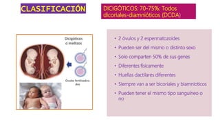 CLASIFICACIÓN DICIGÓTICOS: 70-75%: Todos
dicoriales-diamnióticos (DCDA)
• 2 óvulos y 2 espermatozoides
• Pueden ser del mismo o distinto sexo
• Solo comparten 50% de sus genes
• Diferentes físicamente
• Huellas dactilares diferentes
• Siempre van a ser bicoriales y biamnioticos
• Pueden tener el mismo tipo sanguíneo o
no
 