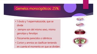 Gemelos monocigóticos: 25%
• 1 óvulo y 1 espermatozoide, que se
divide
• siempre son del mismo sexo, mismo
genotipo y fenotipo
• Físicamente parecidos o idénticos
• Corion y amnios se clasifican teniendo
en cuenta el momento en que se dividen
 