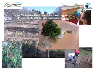 Hortas, Mini-hortas, Horta amiguinha, Banca de verdes,
Propagação de arbustos autóctones por estaca
 