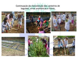 Continuação da manutenção dos canteiros de
     legumes, ervas aromáticas e flores.
 