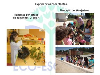 Experiências com plantas.

                                     Plantação de Manjericos.
Plantação por estaca
de azevinhos. JI sala 4
 