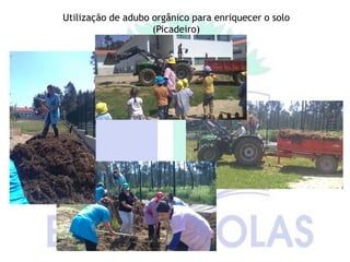 Utilização de adubo orgânico para enriquecer o solo
                    (Picadeiro)
 
