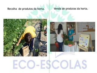 Recolha de produtos da horta.   Venda de produtos da horta.
 