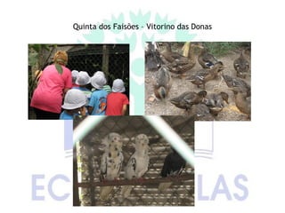 Quinta dos Faisões – Vitorino das Donas
 