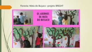 Floresta: Mata do Buçaco –projeto BRIGHT
 