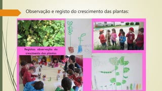 Observação e registo do crescimento das plantas:
 