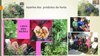 Apanha dos produtos da horta
 