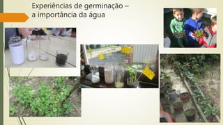Experiências de germinação –
a importância da água
 